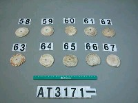 藏品(芋螺貝)的圖片